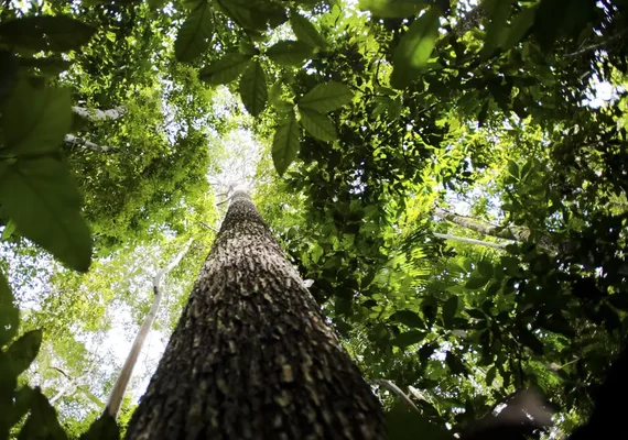 Brasil apresenta na COP proposta para manter florestas tropicais em pé