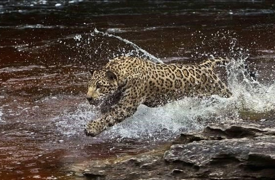 amazonia.jpg