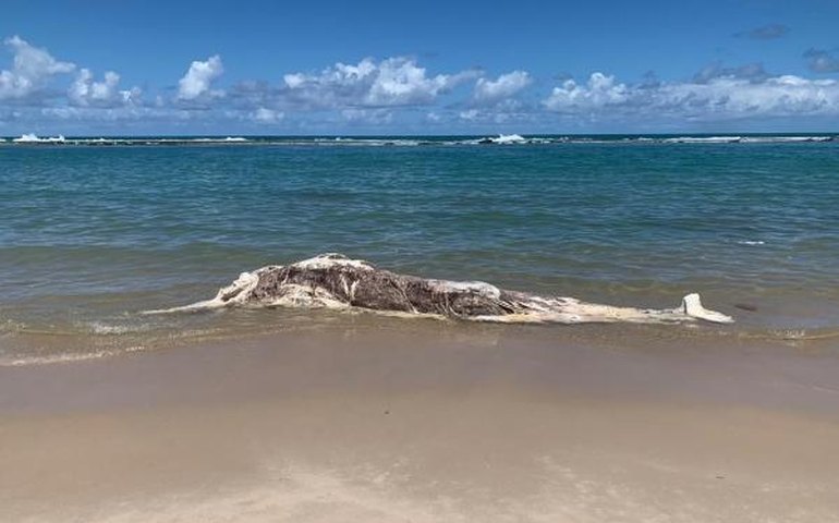 Baleia encalha e é encontrada morta em praia na Barra de São Miguel