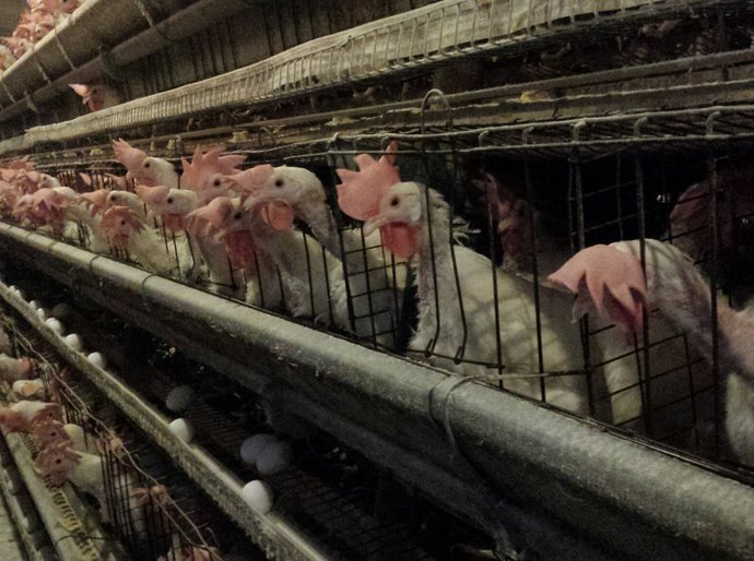 Novo guia brasileiro livre de gaiolas e celas apoia setor de alimentos e hotelaria no cumprimento de metas de bem-estar animal