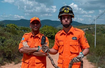 Corpo de Bombeiros registra queda de 23% em ocorrências de captura de animais em Alagoas