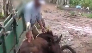 Homem acusado de espancar mula a pauladas em Capela é indiciado pela Polícia Civil / Foto: Foto: Portal A8SE/Reprodução