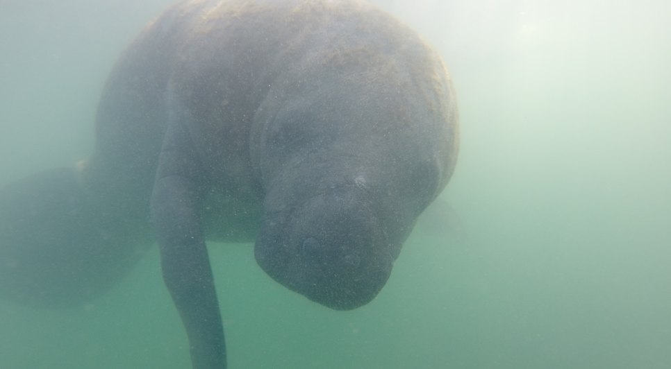 peixe boi marinho atropelado nordeste
