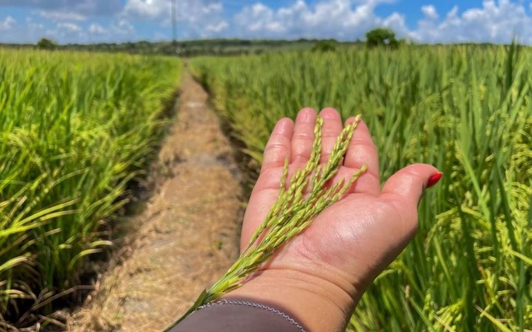Alagoas Mais Arroz apresenta resultado positivo em novas variedades implantadas no Baixo São Francisco