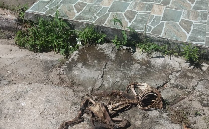 Autores de descarte irregular de animais mortos são identificados em Maceió