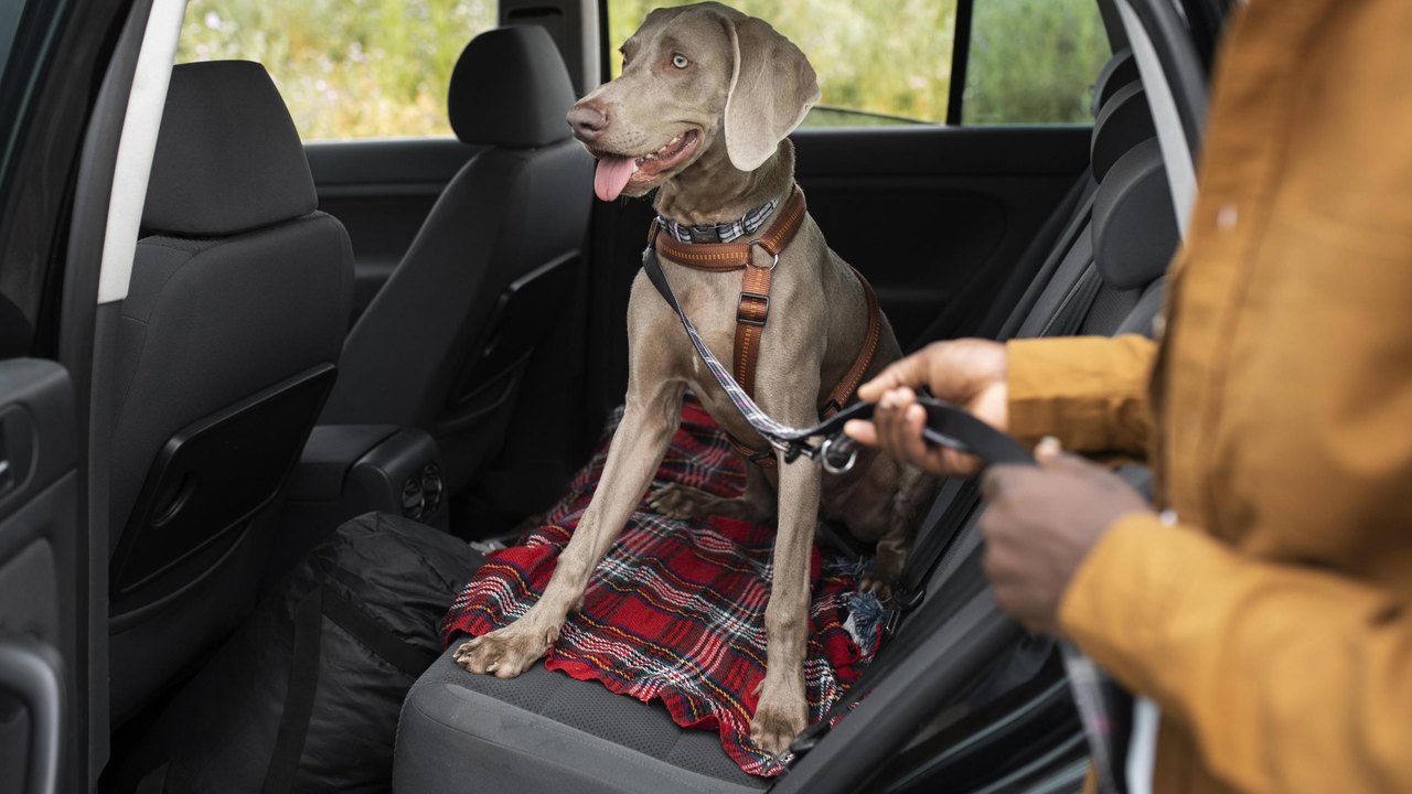 Você sabe transportar animais de estimação corretamente? Detran orienta condutores