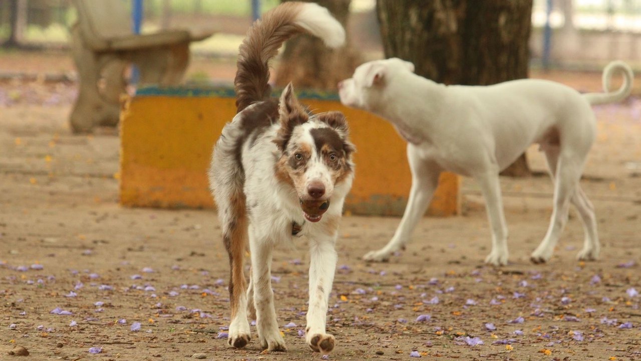 Animais, defesa e cuidado