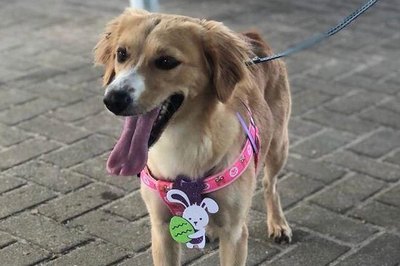 Crise em abrigo de Maceió pode resultar em 300 animais de volta às ruas