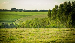 Campo rural