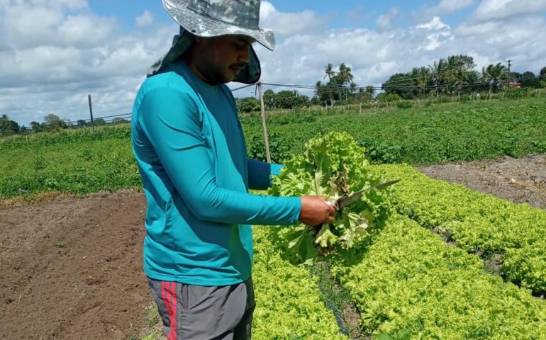 Estudo apoiado pelo Governo de Alagoas visa reduzir a dependência de importações agrícolas
