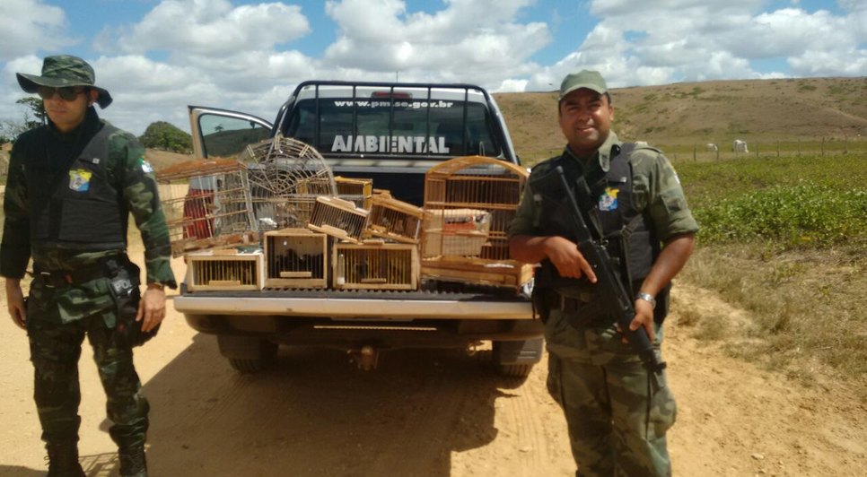aves capturadas / Foto: Pelotão Ambiental