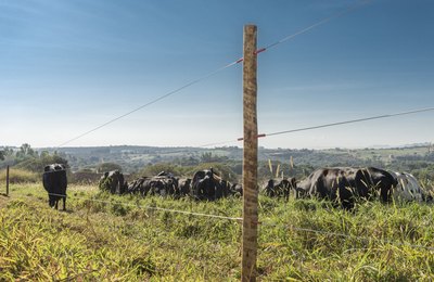 Lei estabelece requisitos para instalação de cercas elétricas em áreas rurais. Entenda