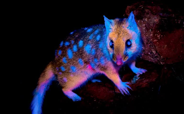Marsupial 'fluorescente' é flagrado em floresta na Tasmânia