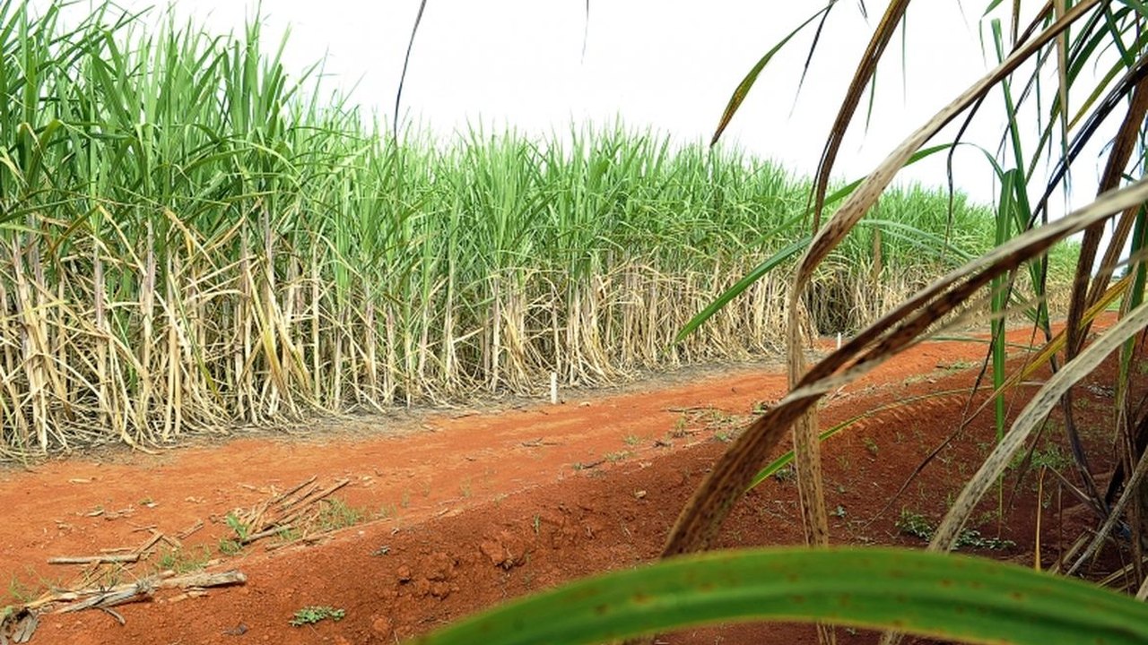 “Super enzima” de bactéria pode transformar resíduos em biocombustível