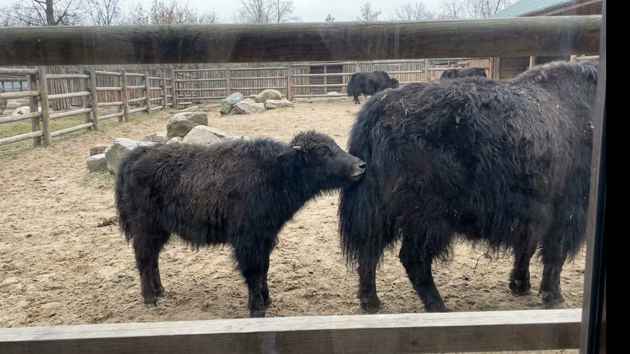 Filhote de iaque ganha nome e completa 3 meses no Zoo de Moscou