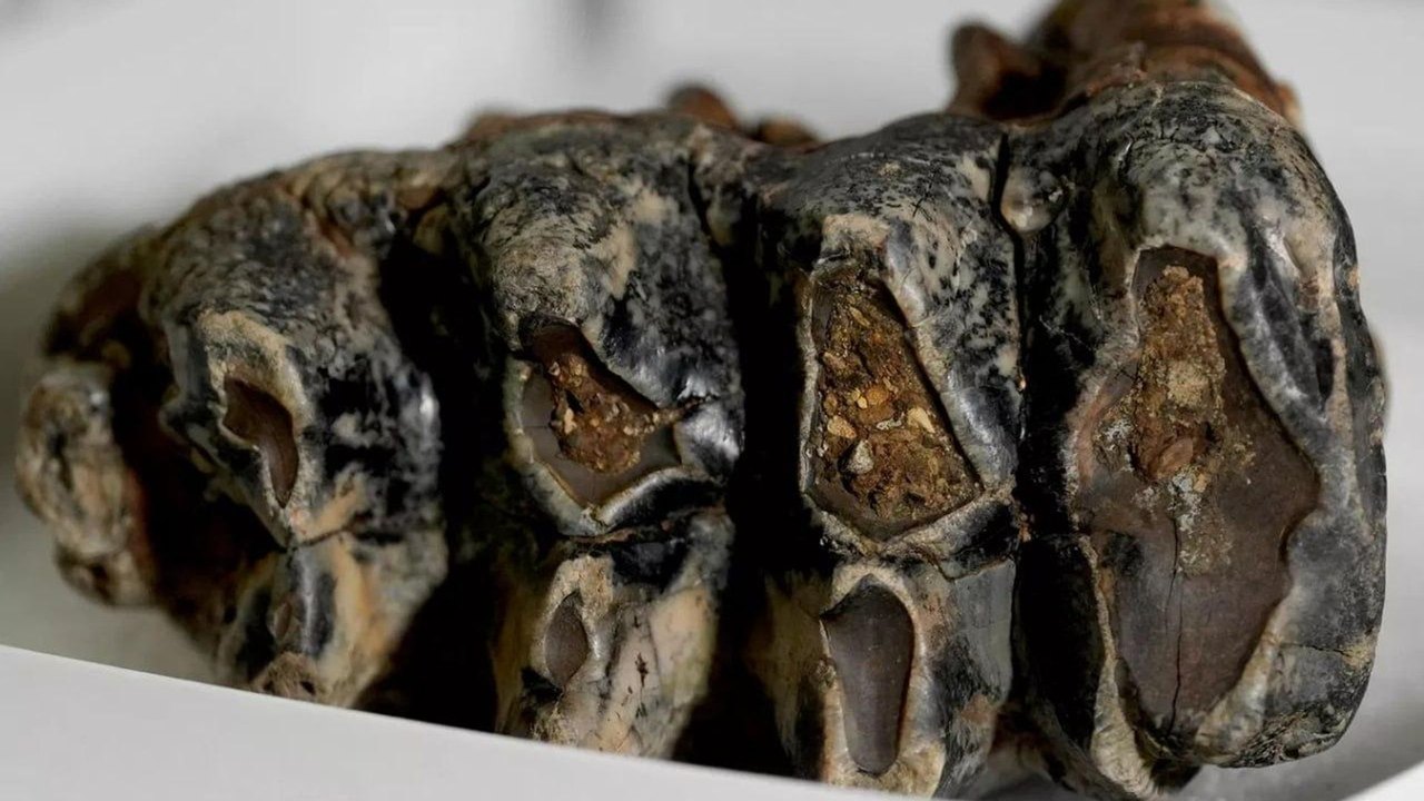 Dente fossilizado de mastodonte da Idade do Gelo é encontrado na baía de São Francisco