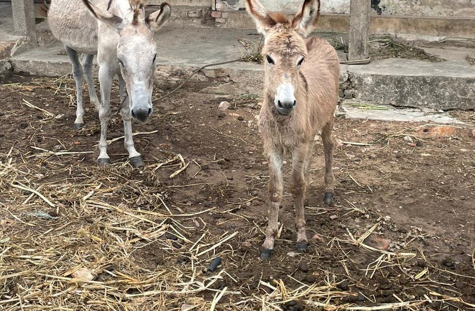 Homem é preso por praticar zoofilia contra animais silvestres e domesticados em Sergipe
