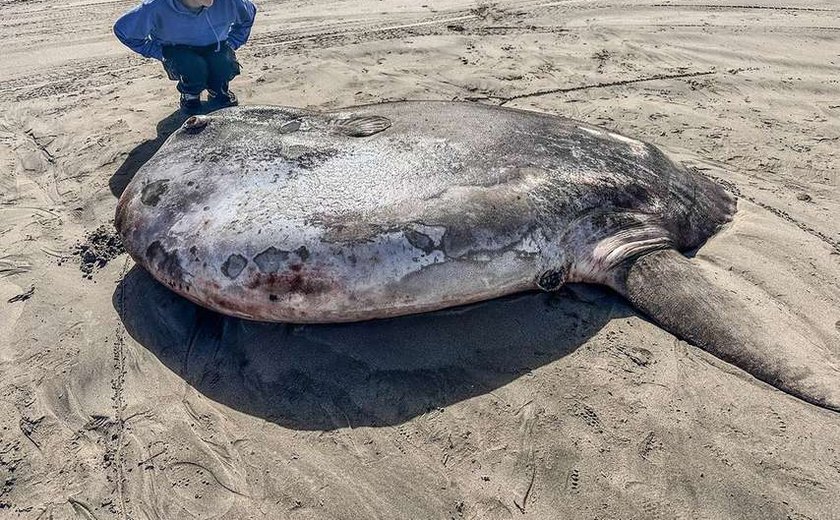 Peixe raro de 2 metros e 900 kg aparece nos Estados Unidos e surpreende especialistas