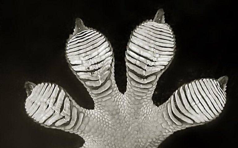 Cientistas descobrem 3 espécies de lagartixas e outros animais inéditos em caverna no Camboja (FOTO)