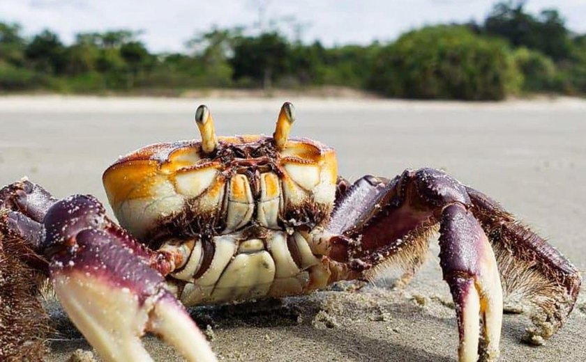 IMA alerta sobre o período de defeso do caranguejo-uçá em Alagoas