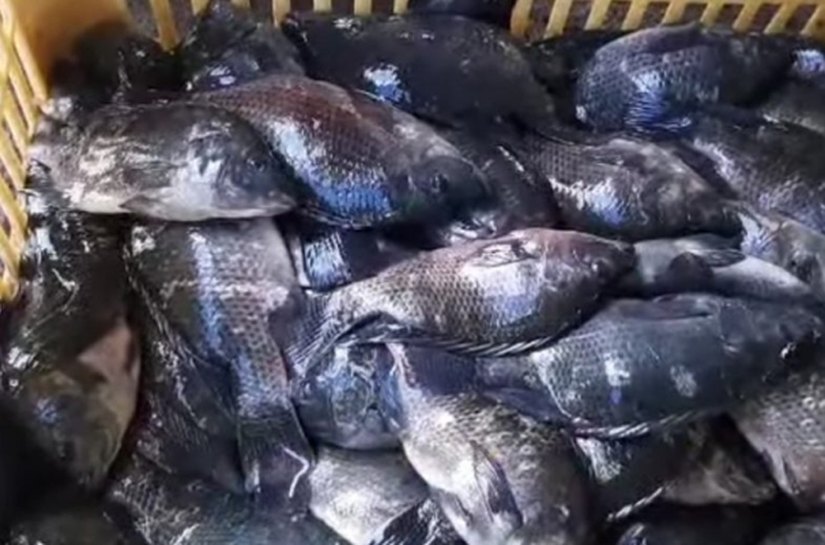 Prefeitura de Palmeira dos Índios organiza grande ação para distribuição de peixes na Semana Santa