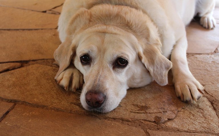 Diabetes em pets exige atenção redobrada à alimentação e ao sobrepeso