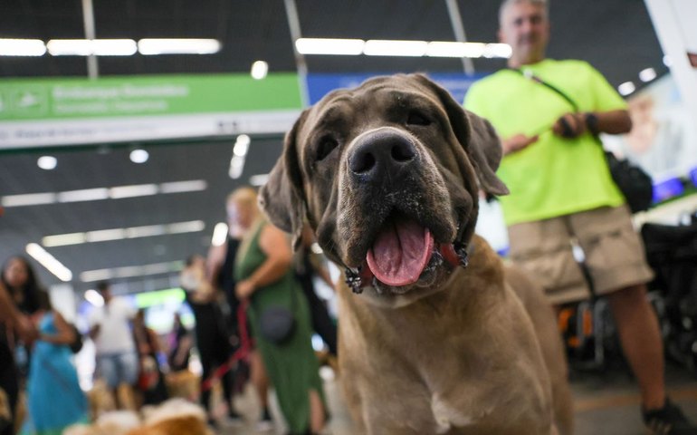 STF mantém suspensa lei do RJ sobre transporte aéreo de animais de apoio emocional