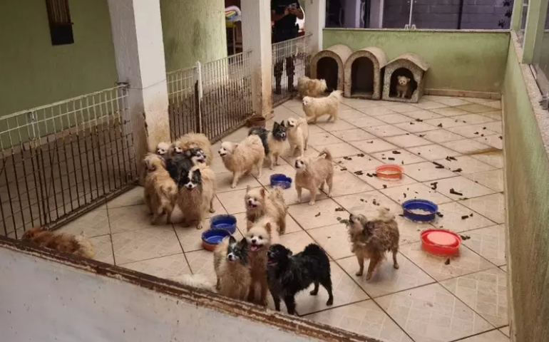 Operação resgata 134 cães de raça em situação de maus-tratos em Limeira (SP)