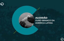 Caminhos da Reportagem | Algodão: ouro branco da América Latina