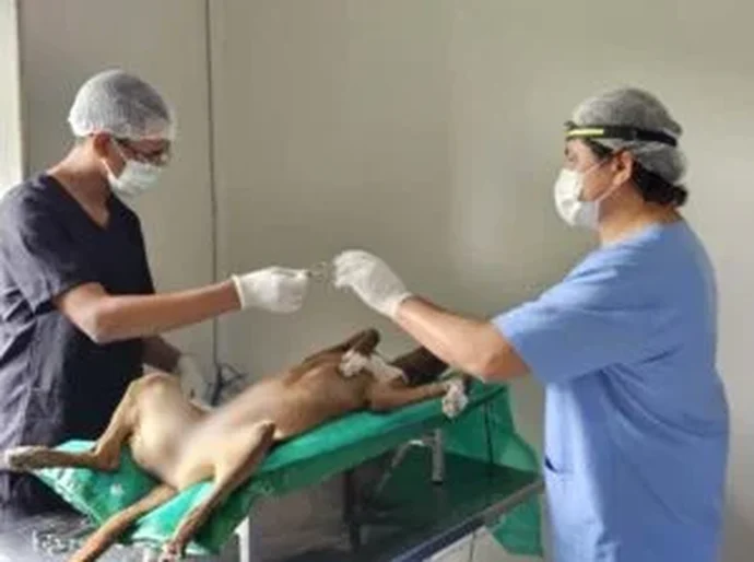 Santana do Ipanema lança Programa Municipal de Castração de Cães