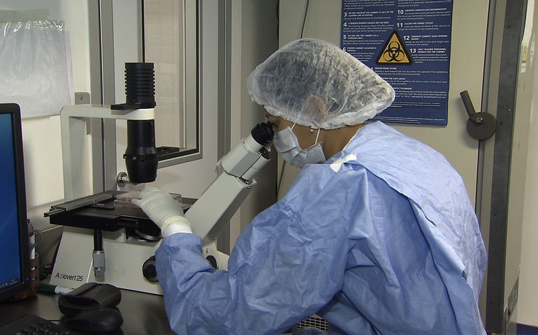 Sistema imune tem 1,8 trilhão de células e pesa mais de um quilo, mostra estudo inédito