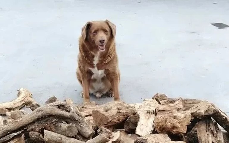 Cão de 30 anos quebra recorde do ‘Guinness’ e é o mais velho já registrado