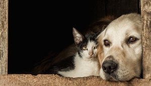 Aracaju oferta testagem, exames e vacinação de animais a partir desta quarta-feira; confira programação / Foto: Foto: Freepik/Arquivo
