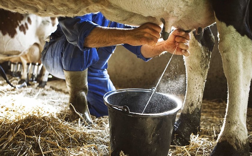 Rota do leite: produtores trocam experiências e avaliam a economia para o setor