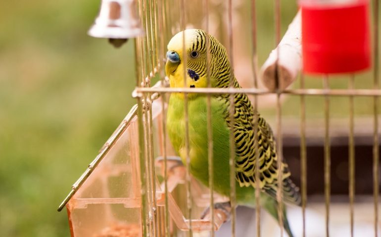 Cancelado debate sobre elaboração do marco legal da criação de pássaros no Brasil