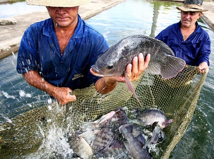 Governo dialoga com segmento e discute futuro da piscicultura