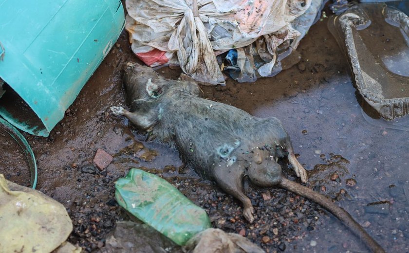 Rio Grande do Sul confirma 20ª morte por leptospirose após enchentes