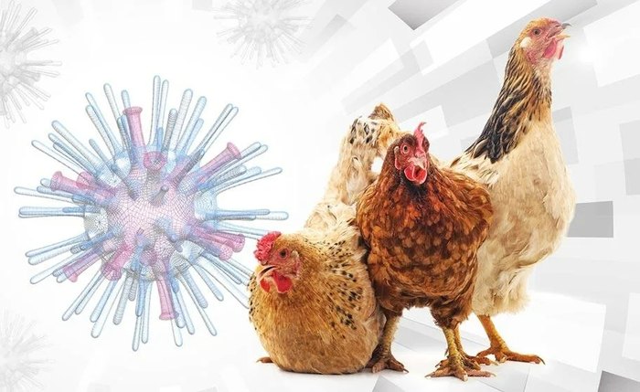 Gripe aviária, também conhecida como influenza aviária, é uma doença infecciosa que afeta aves e, em alguns casos, pode ser transmitida para humanos