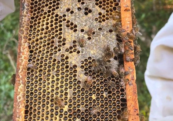 Cobiçado no exterior, mel de melato é pouco conhecido no Brasil