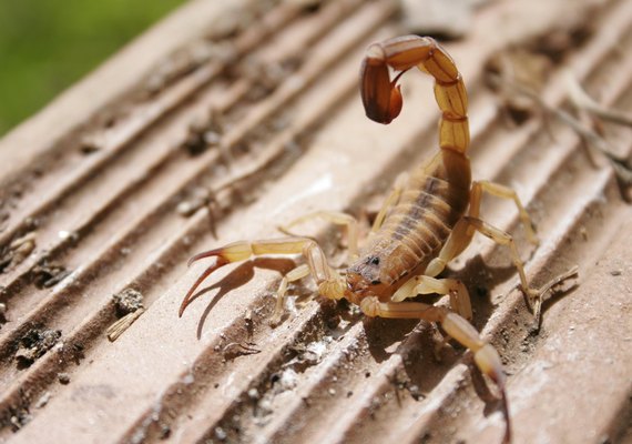 Chuva exige atenção com animais peçonhentos, alerta equipe do Hospital Ib Gatto Falcão