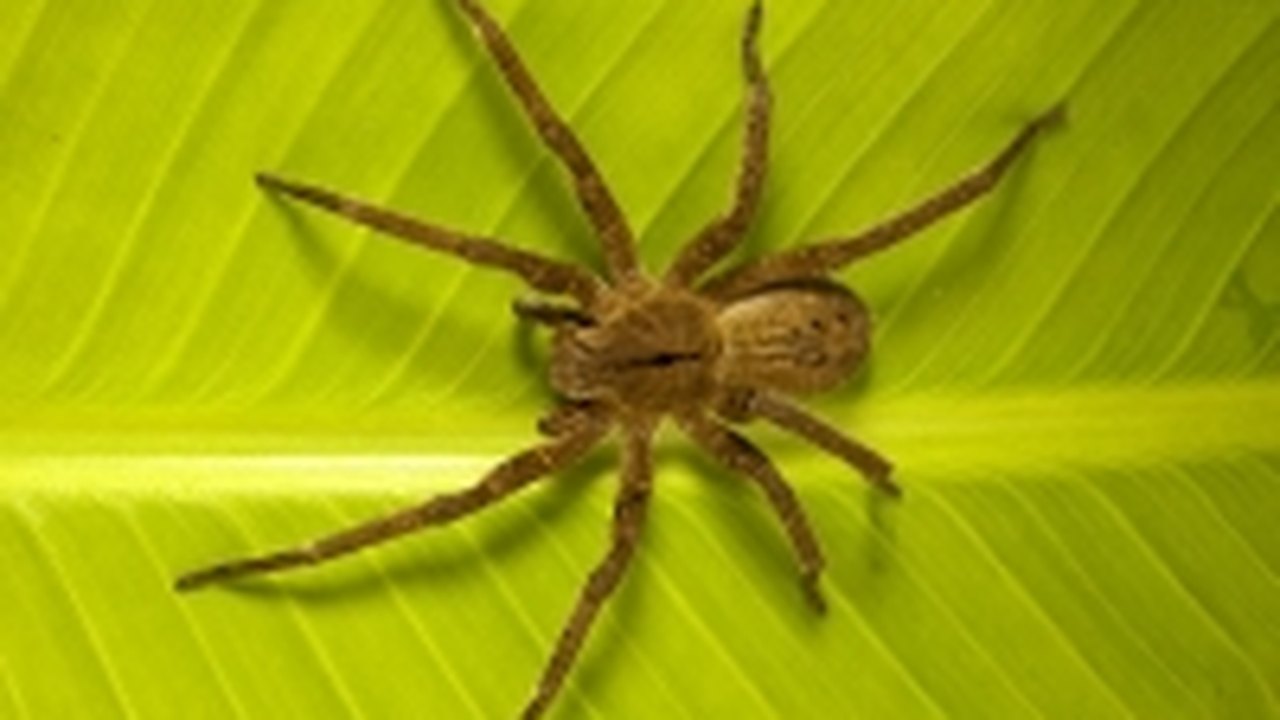 Mais de 3 mil pessoas picadas por aranhas procuraram unidades de saúde