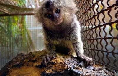 IMA e Sesau alertam sobre risco do contato humano com saguis