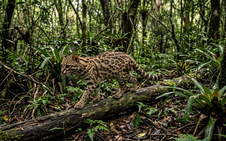 Menor felino selvagem do Brasil é flagrado em reserva de Porto Alegre