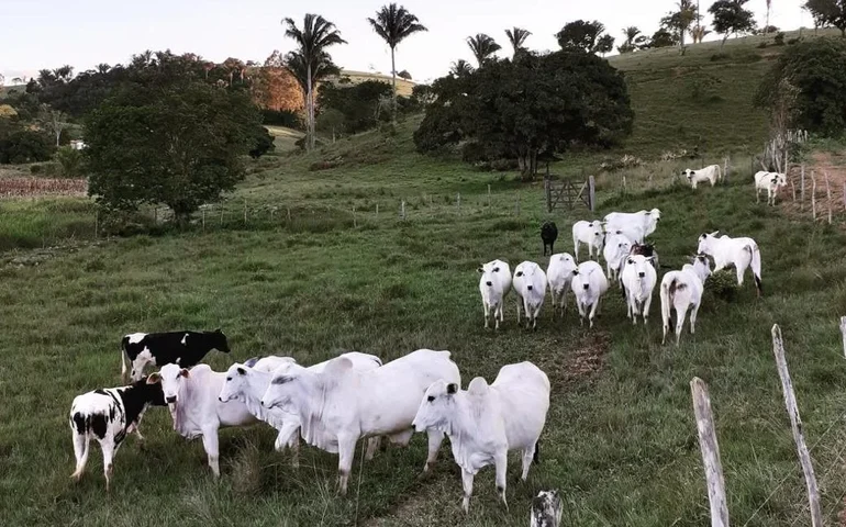 Crédito do Banco do Nordeste para bovinocultura de corte cresce 212% entre agricultores familiares alagoanos, em quatro anos