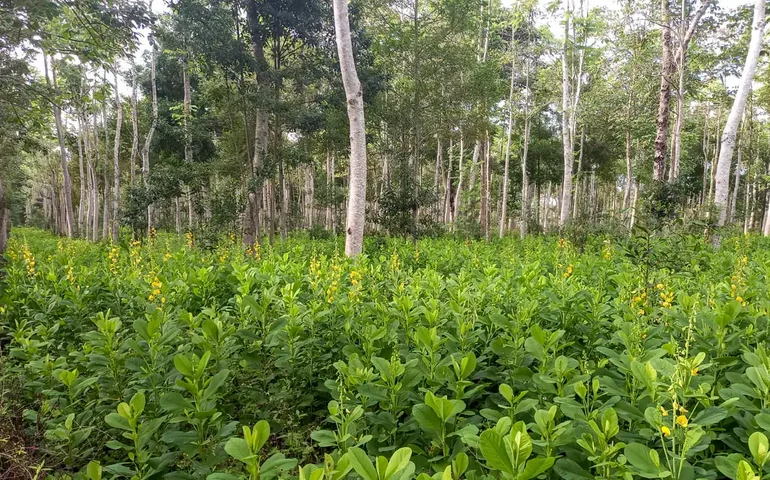 Brasil deve recuperar 25 milhões de hectares de vegetação nativa