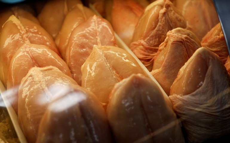 Gripe aviária: granja afetada inicia 28 dias de vazio sanitário