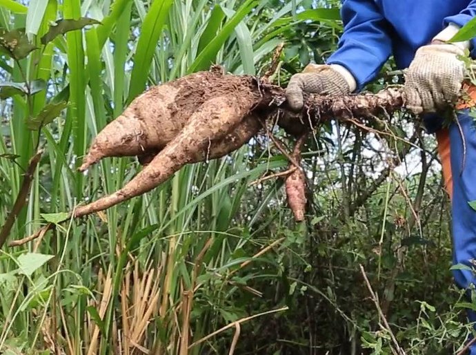 Banco do Nordeste realiza evento para fortalecimento da mandiocultura no Agreste Alagoano