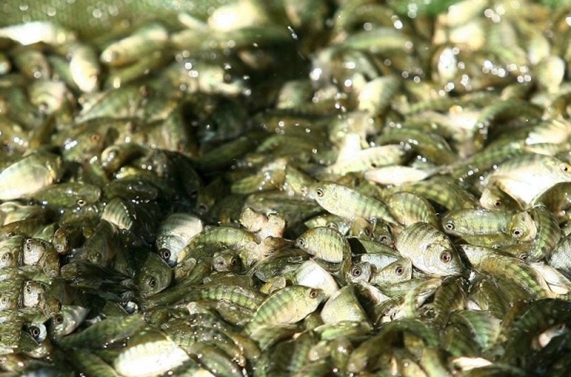 Iniciativa fomenta a produção e o manejo de peixes no Sertão alagoano