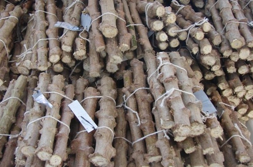 Parcerias com a Embrapa buscam aprimorar práticas agrícolas