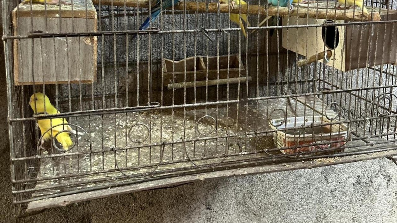 PM de Alagoas resgata mais de 120 animais silvestres em operações no fim de semana